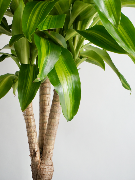 Corn Plant