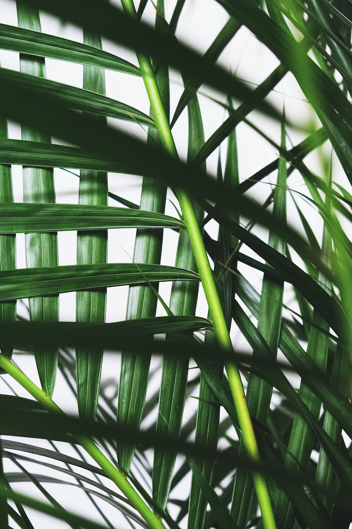 Parlour Palm