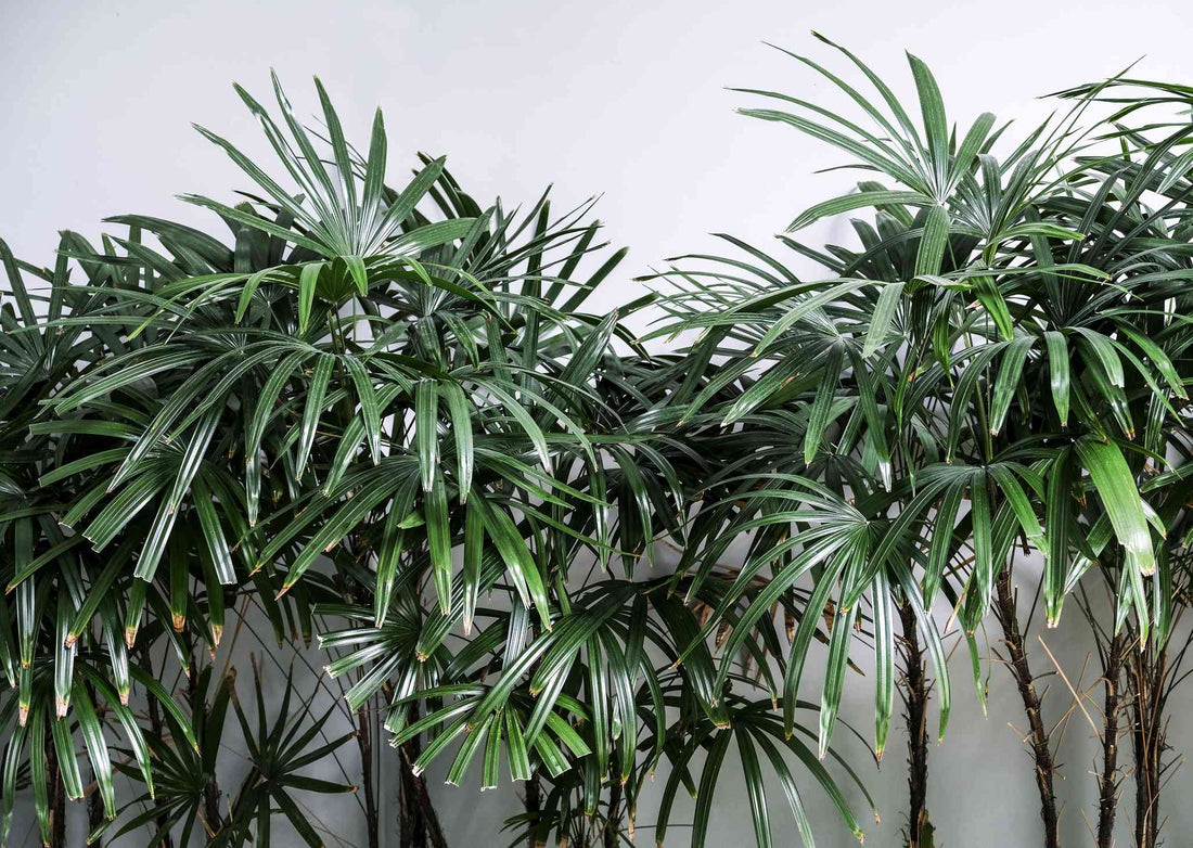 Rhapis Palm