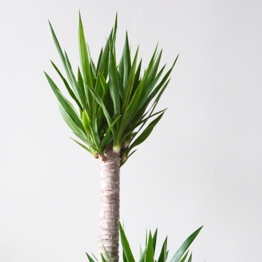 Yucca Cane Tree