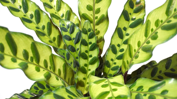 All Plants