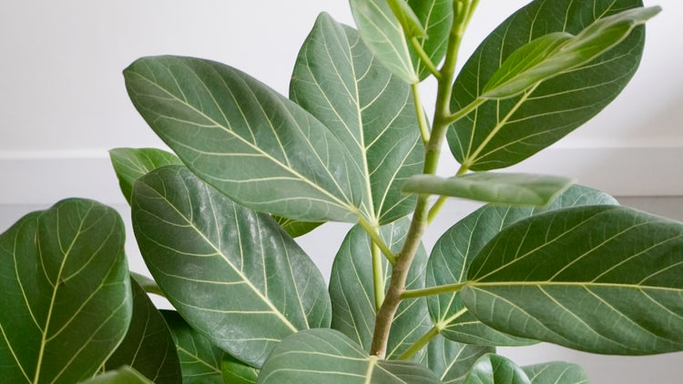 Ficus Audrey