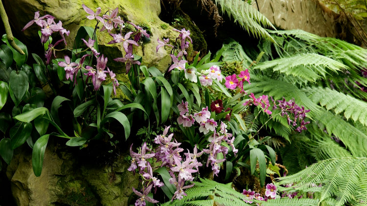 Orchids