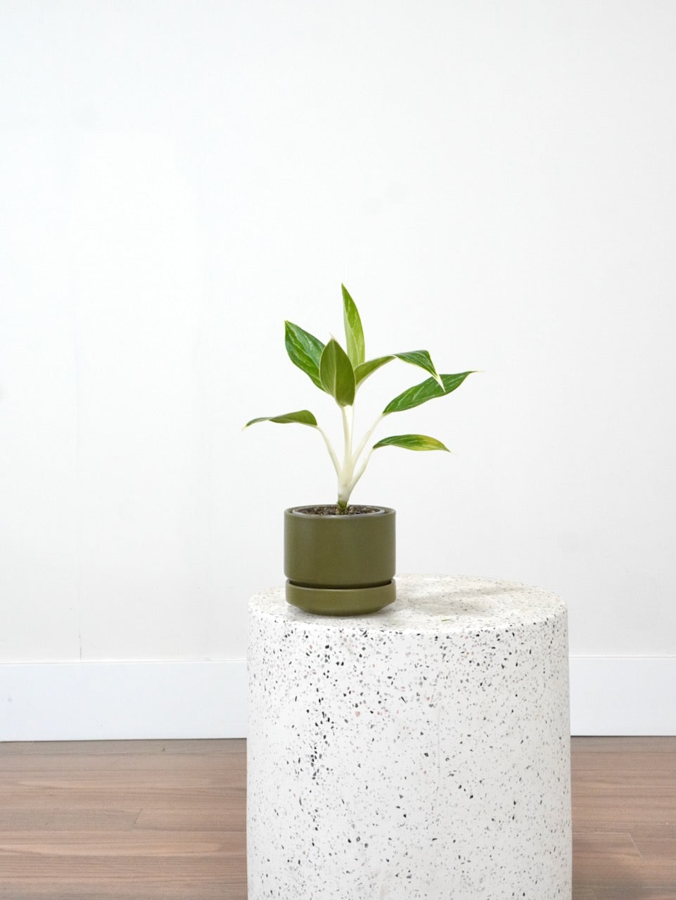 Gloria the Aglaonema 'White Tip', Small