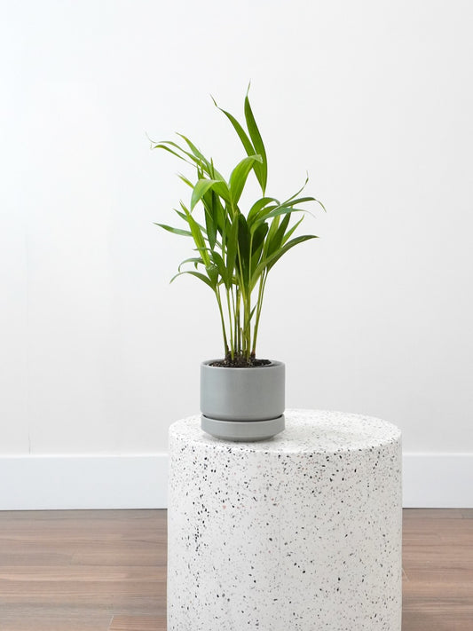 Aretha the Areca Palm, Small
