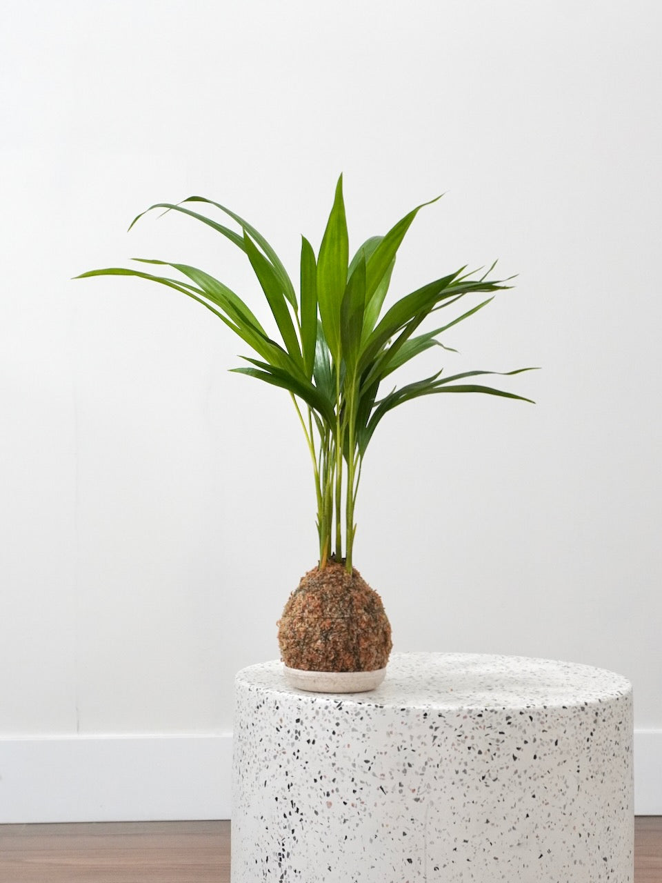 Aretha the Areca Palm 'Kokedama', Small