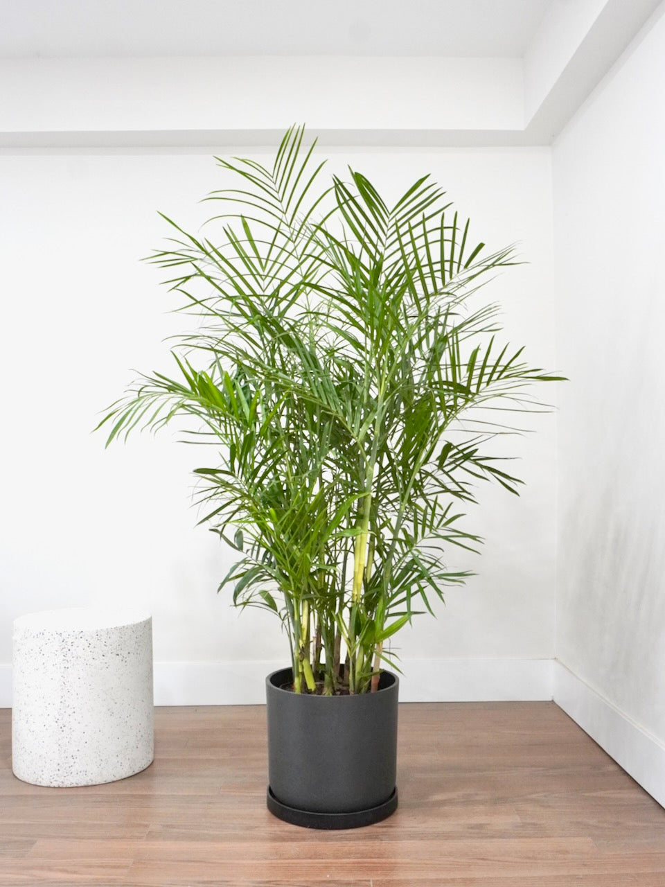Tamboo the Bamboo Palm, XL