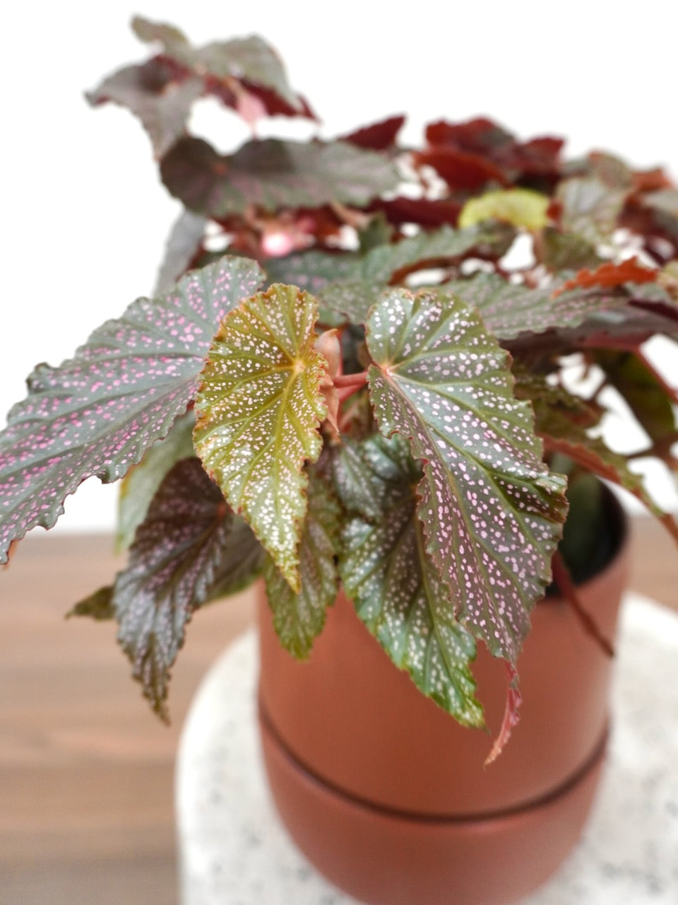 Peacock the Begonia Pink Spot, Medium