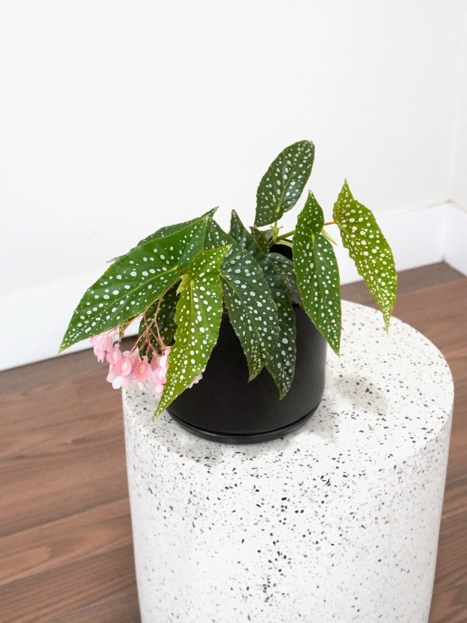 Peacock the Spotted Begonia, Medium
