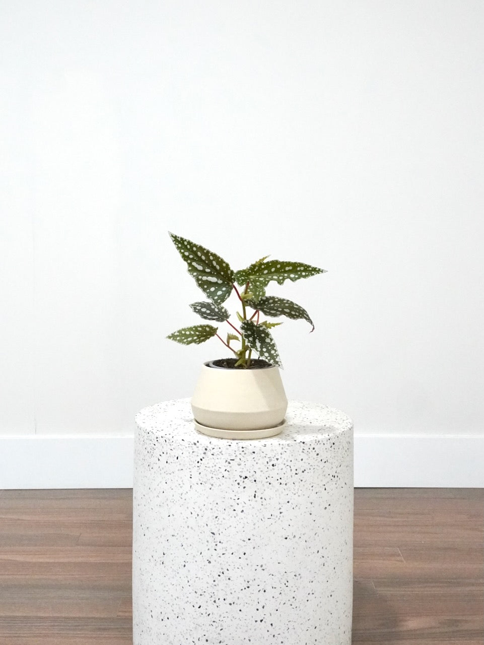 Peacock the Spotted Begonia, Small