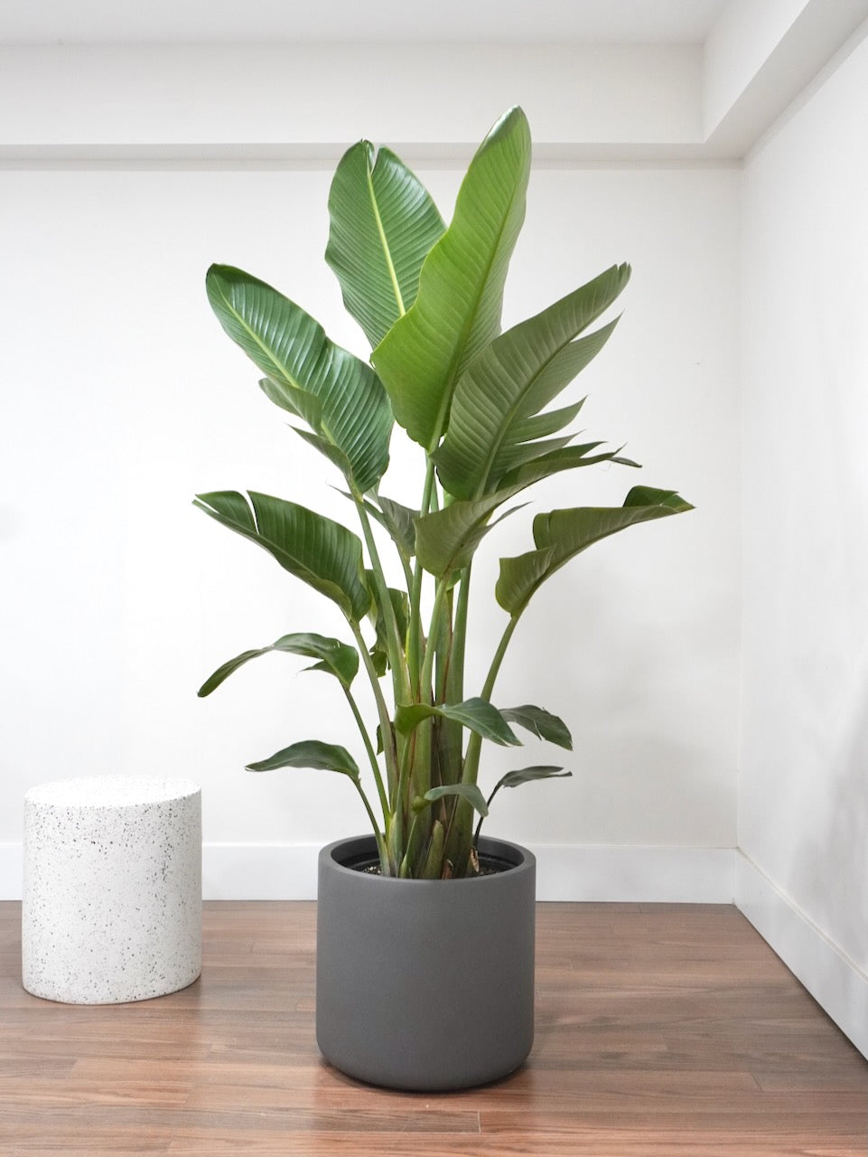 Perdy the Bird of Paradise, XXL *Perfectly Imperfect*