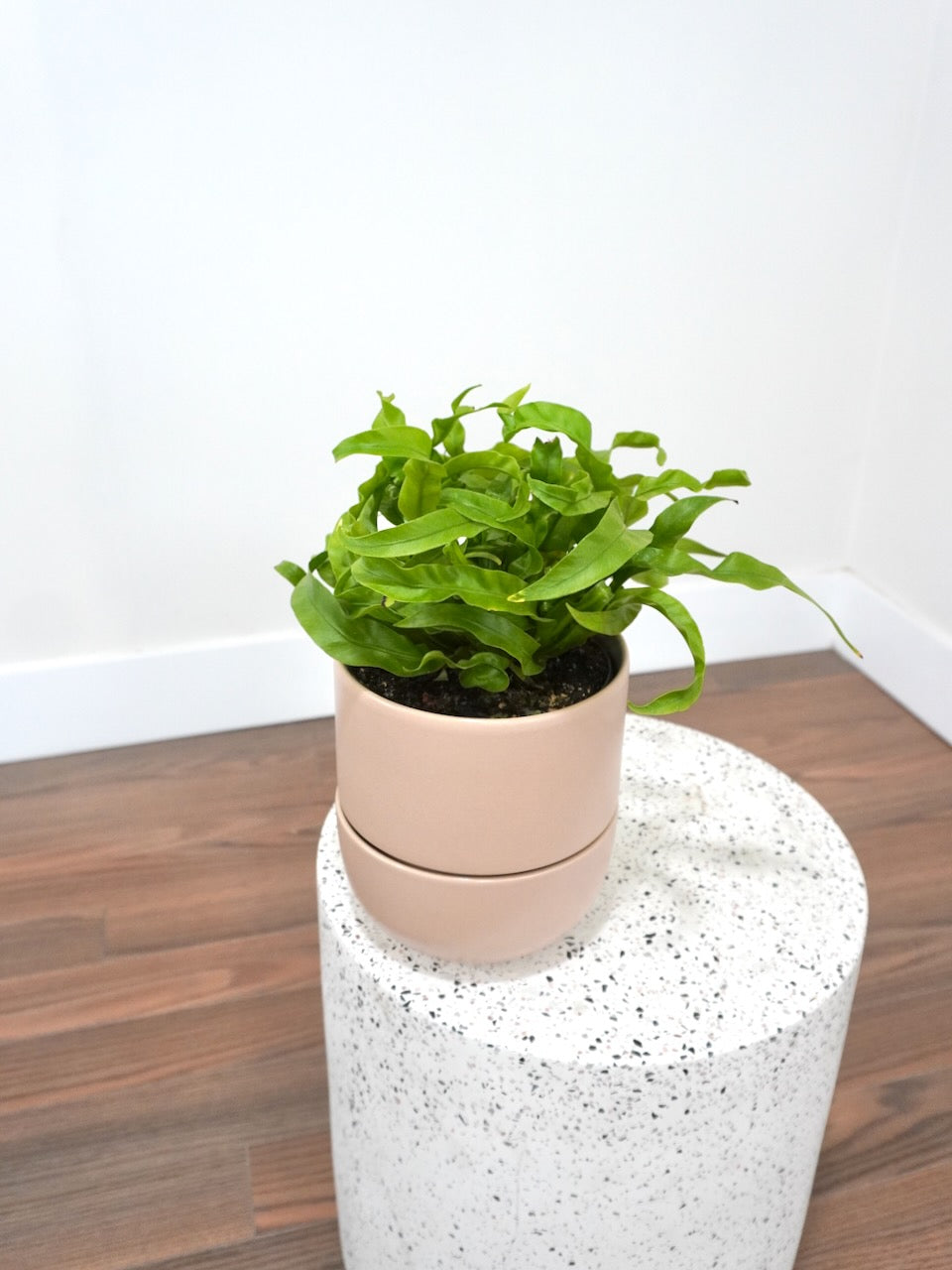 Bird's Nest Fern 'Hurricane', Medium