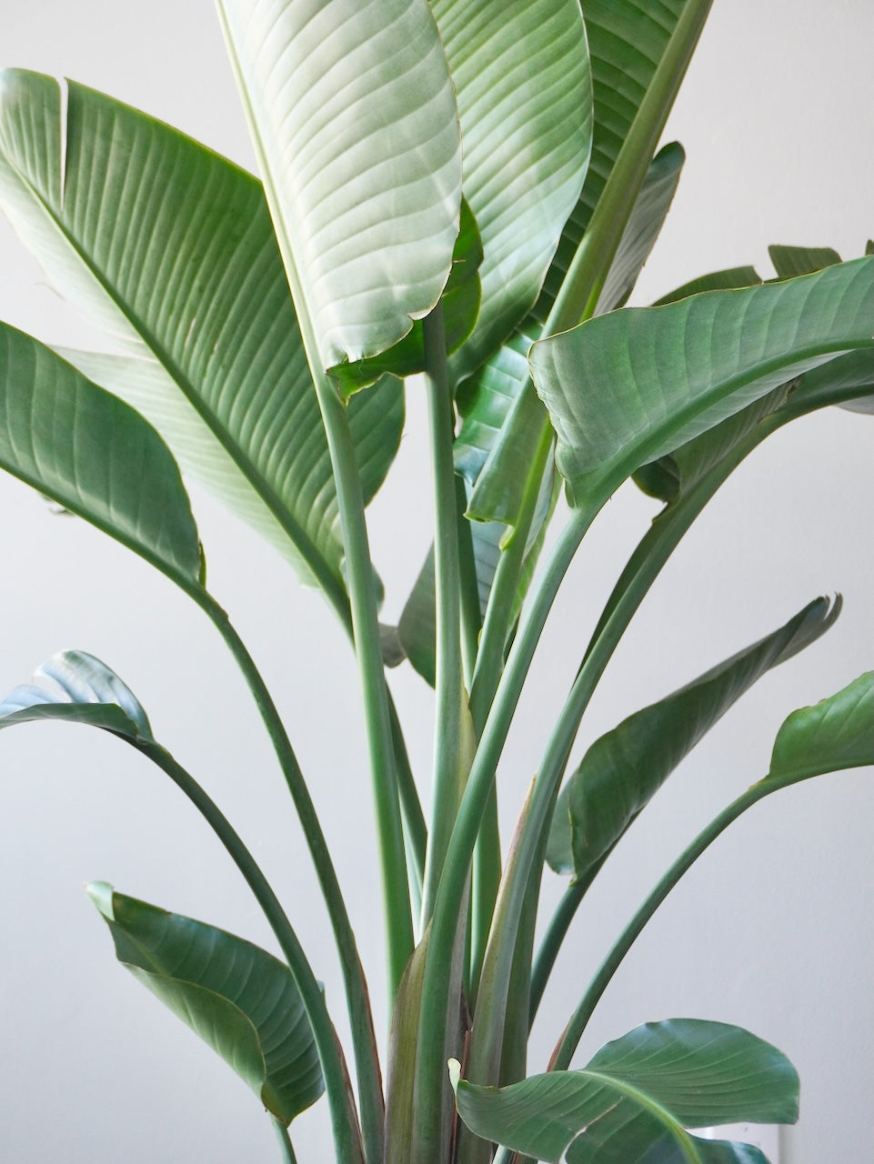 Perdy the Bird of Paradise, XXL *Perfectly Imperfect*