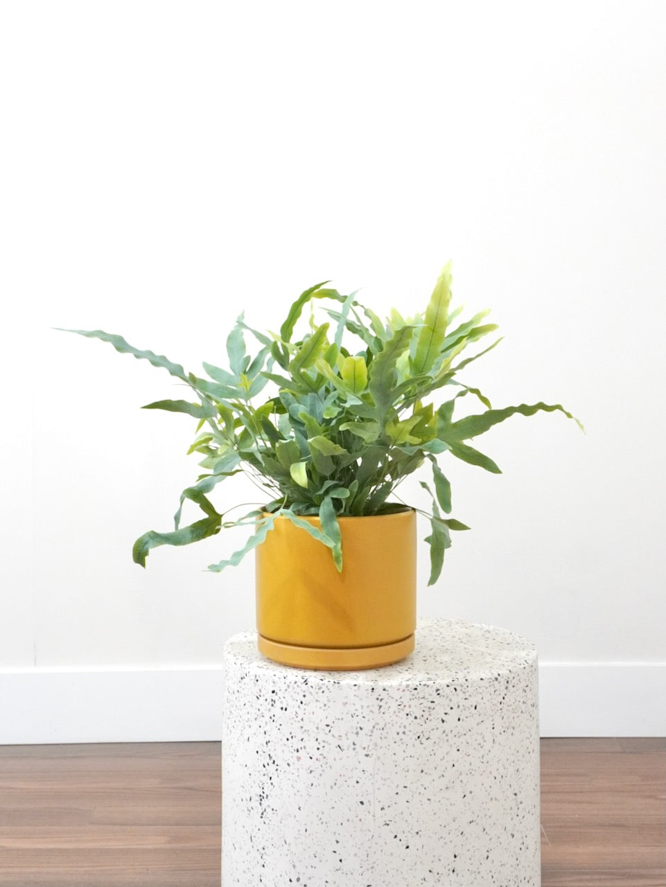 Patrick the Blue Star Fern, Medium