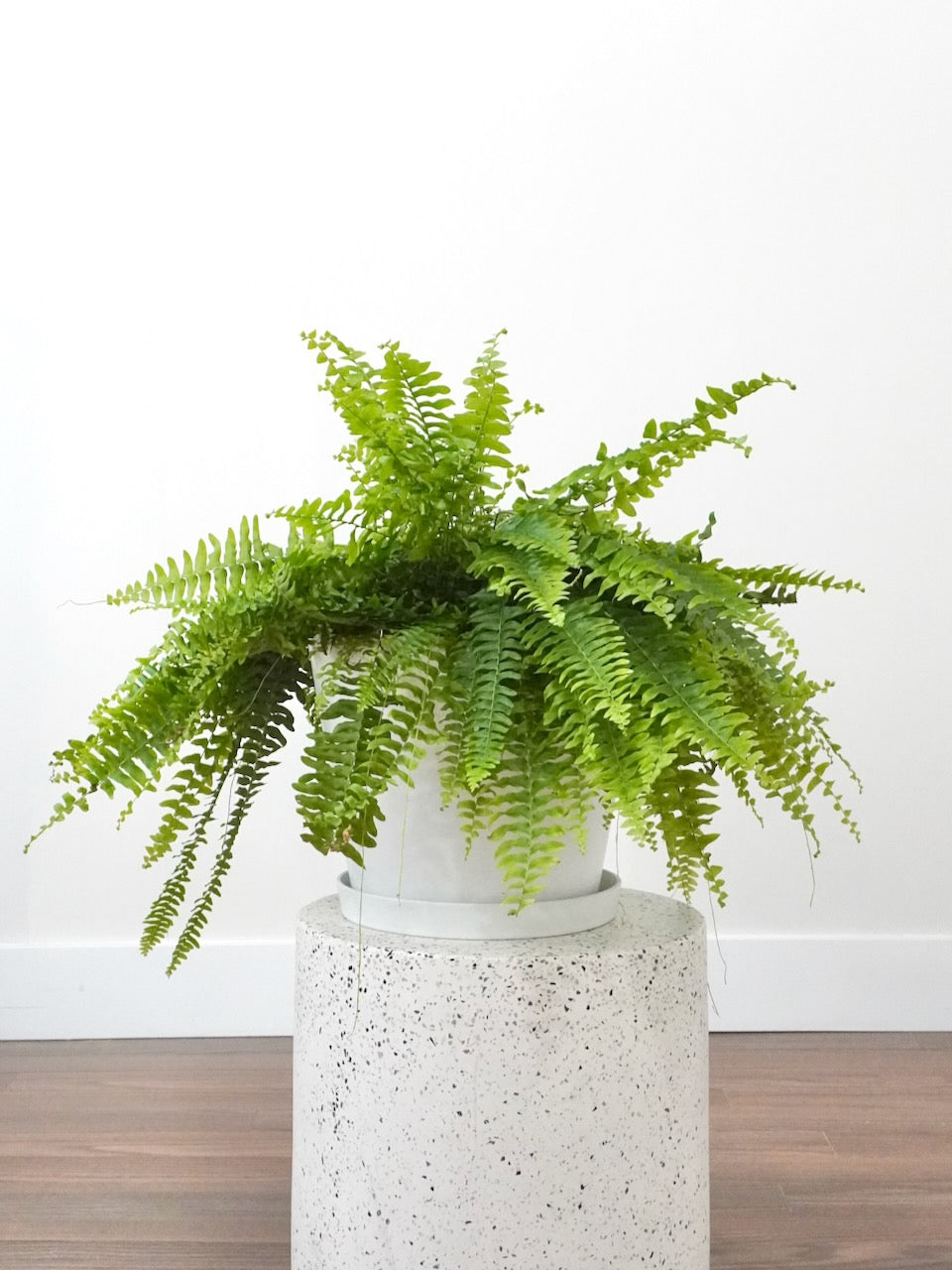 Harry the Boston Fern, XL