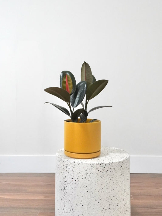 Big Red the Rubber Tree 'Burgundy', Medium