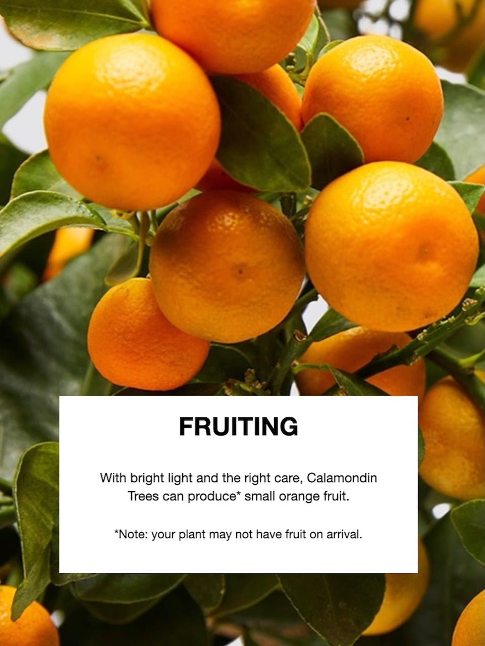 Sunny the Calamondin Fruit Tree, XXL