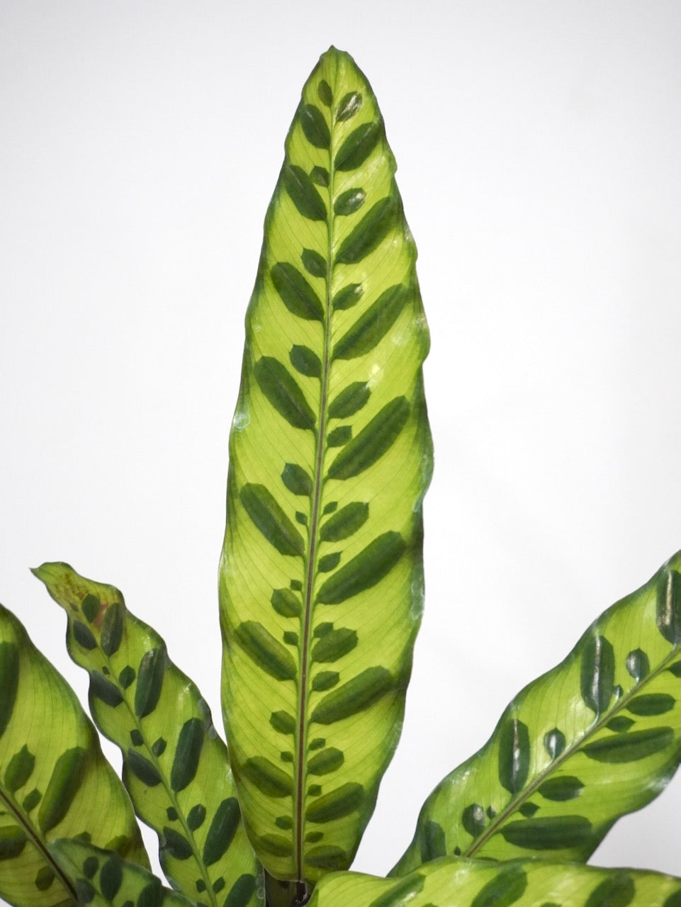 Shak-Shak the Calathea 'Rattlesnake', Medium