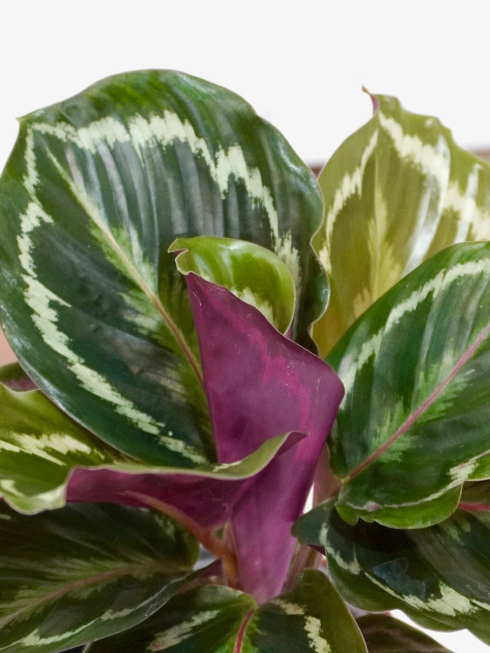 Monet the Calathea Medallion, Small