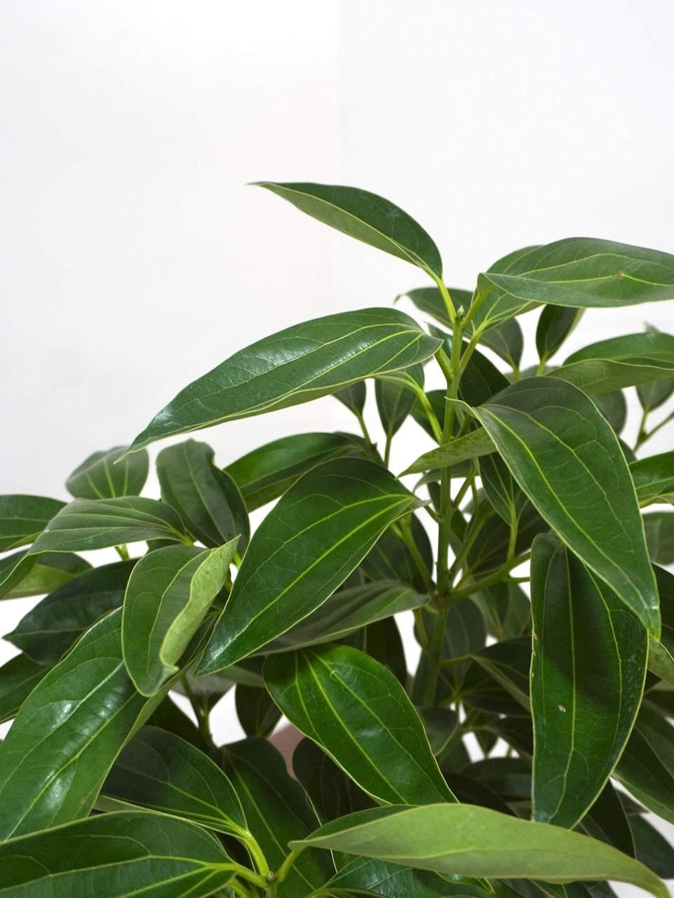 Spicer the Cinnamon Tree, XL