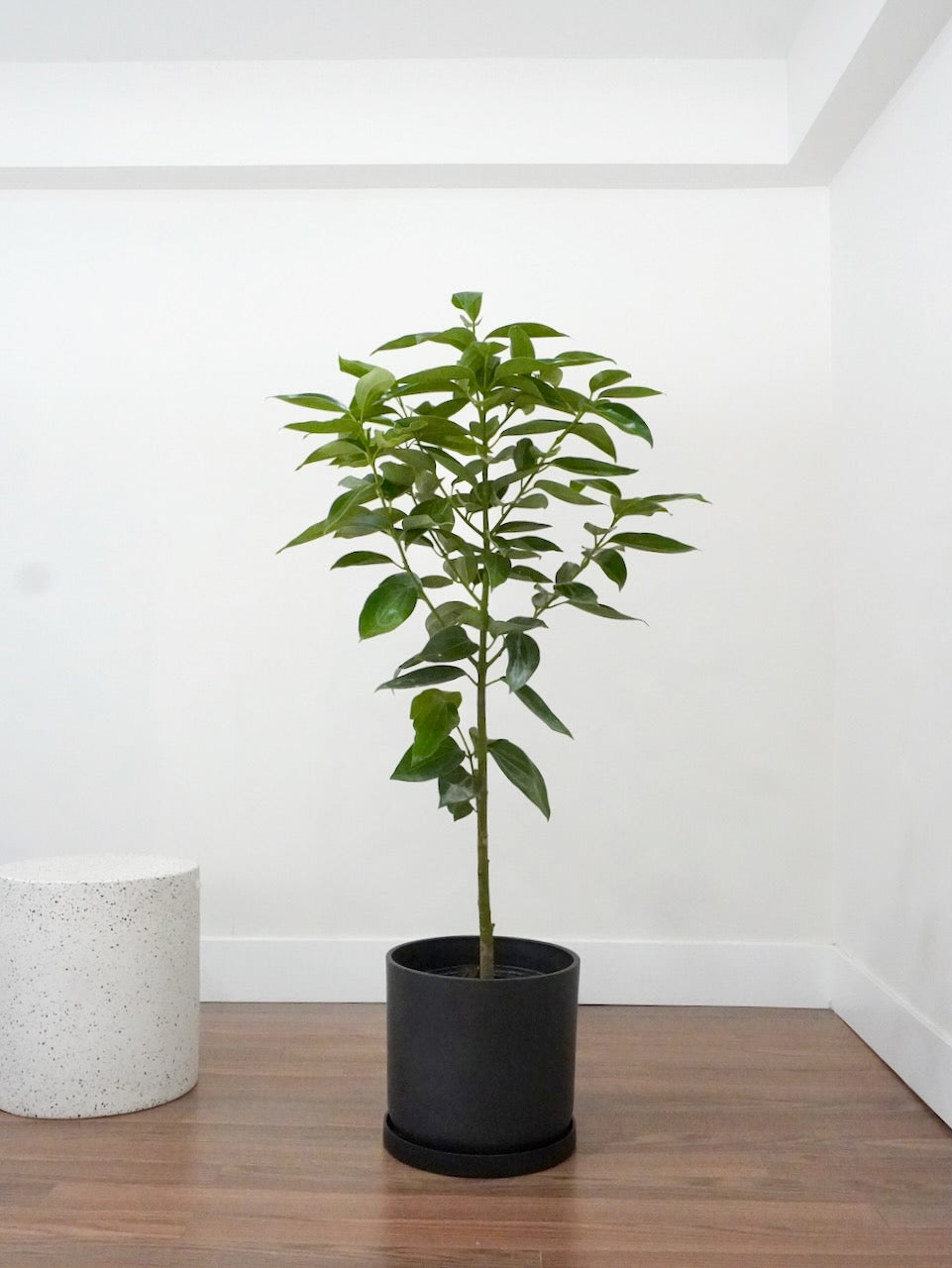 Spicer the Cinnamon Tree, XL