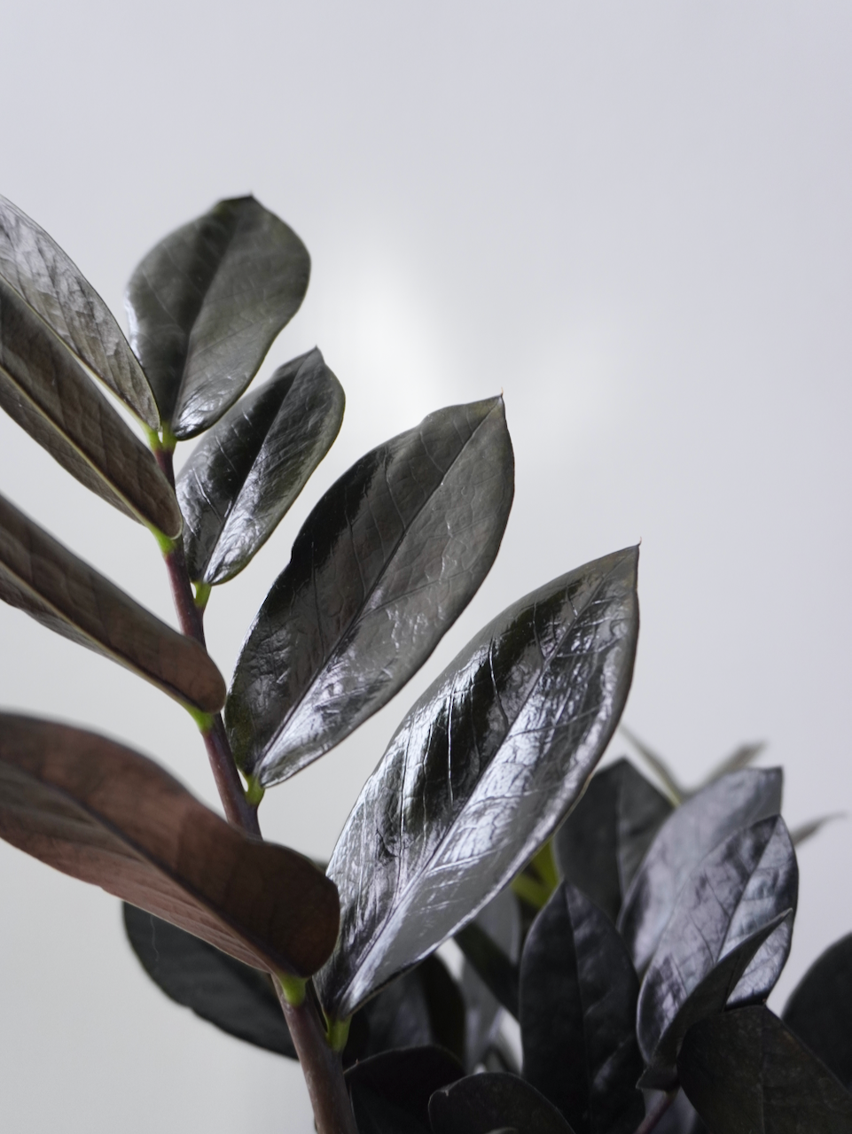 Ziggy the ZZ Plant 'Raven', XL