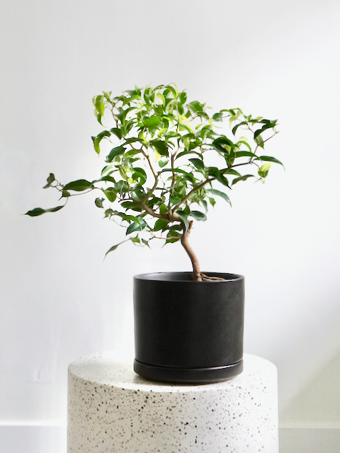 Benji the Ficus Benjamina 'Zig Zag', Medium