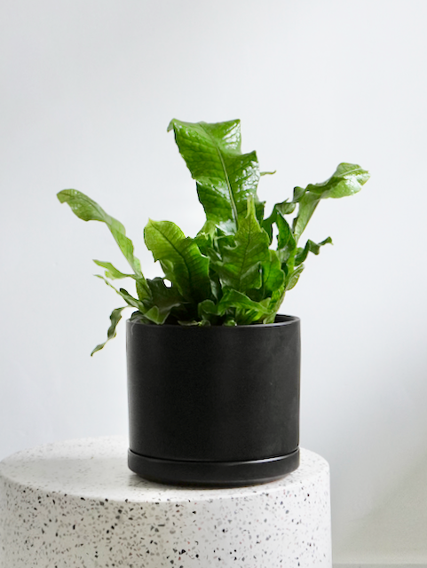 Dundee the Crocodile Fern, Medium