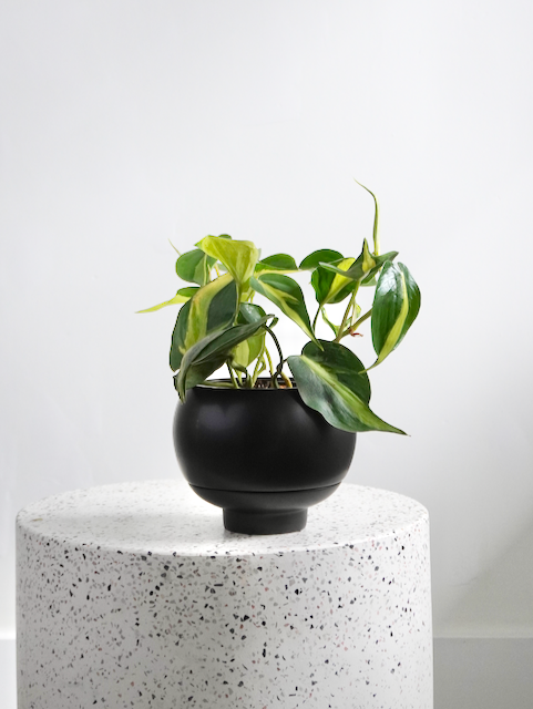 Pelé the Philodendron Brazil, Small