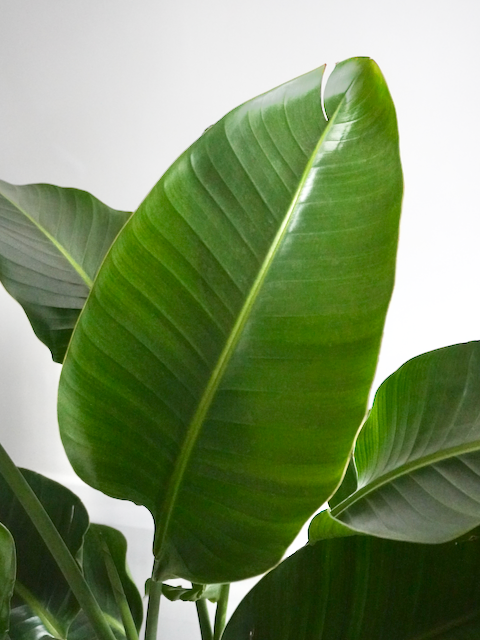 Perdy the Bird of Paradise, XL Tall