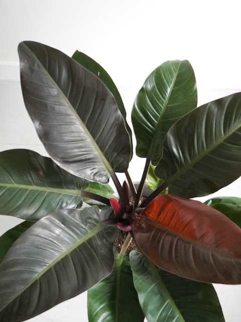 Phil the Philodendron 'Congo Red', XL