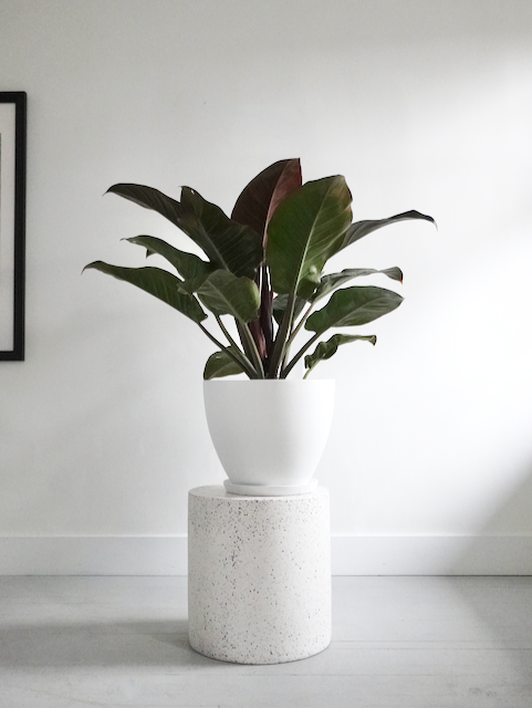 Phil the Philodendron 'Congo Red', XL
