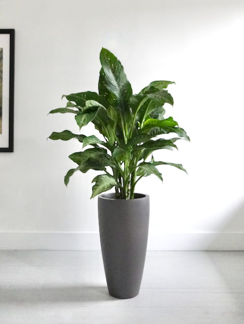 Dumbo the Dieffenbachia 'Tiki', XL