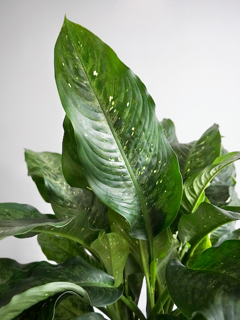 Dumbo the Dieffenbachia 'Tiki', XL