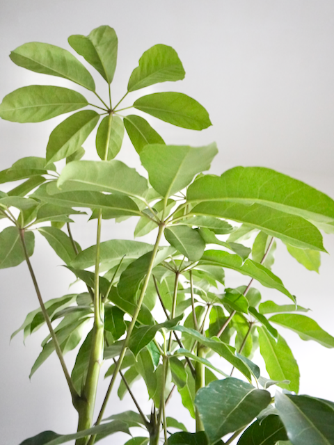 Poppin the Schefflera 'Amate', XL Tall
