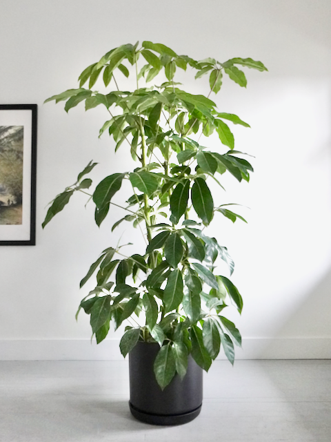 Poppin the Schefflera 'Amate', XL Tall