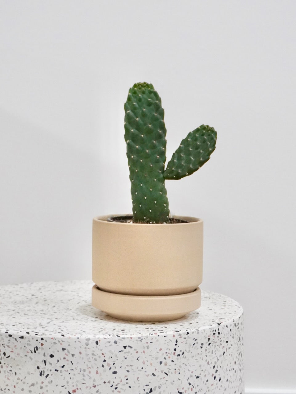 Wile E. the Road Kill Cactus, Small