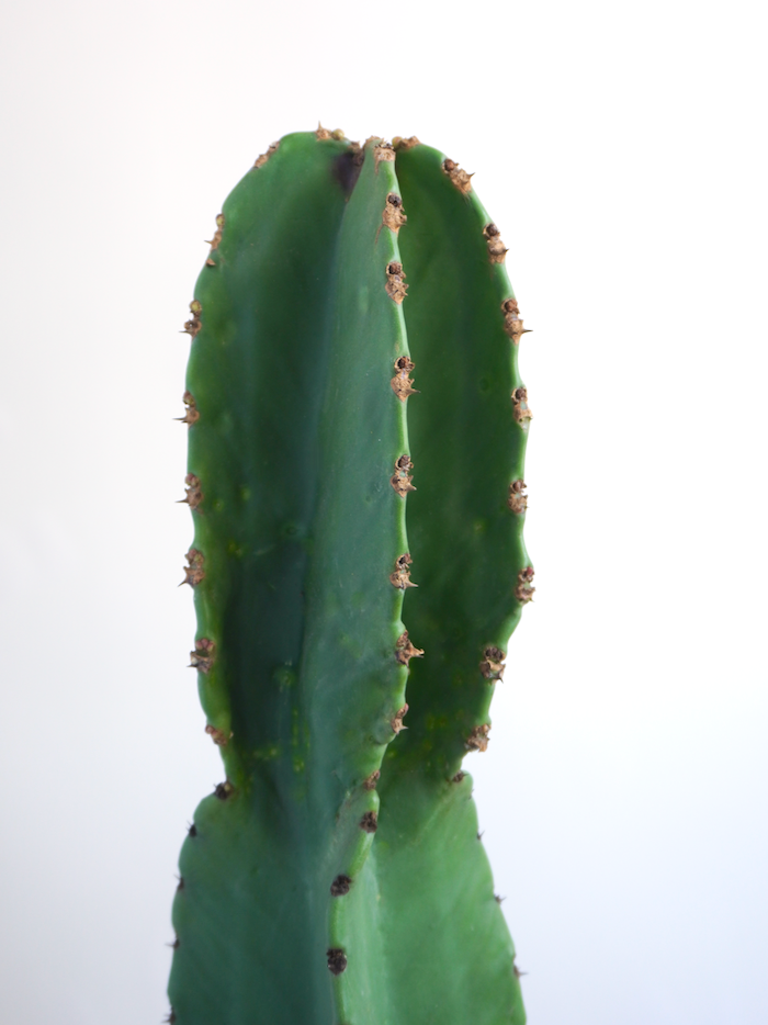 Sundance the Cowboy Cactus, XL