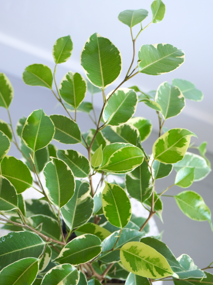 Benji the Ficus 'Benjamina' Variegated , Large