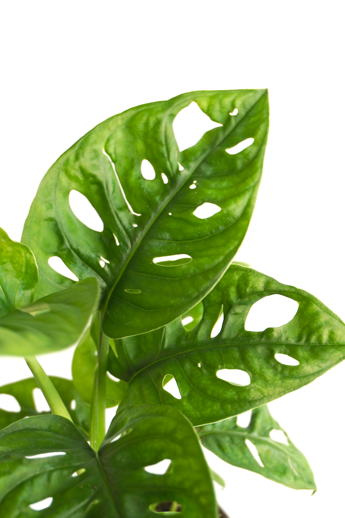 Rafiki the Monstera Adansonii, Small