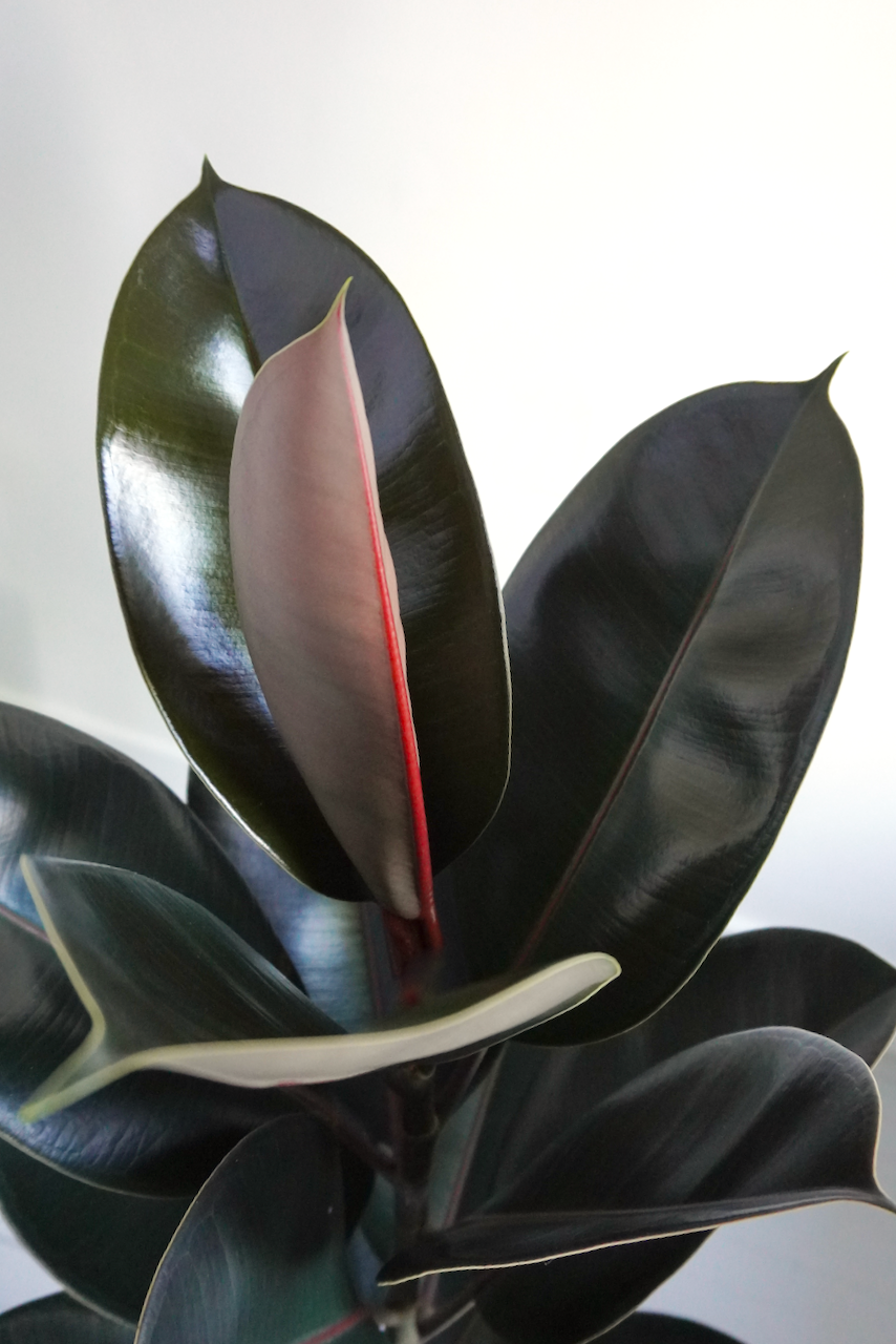 Big Red the Rubber Tree 'Burgundy' Bush, XL