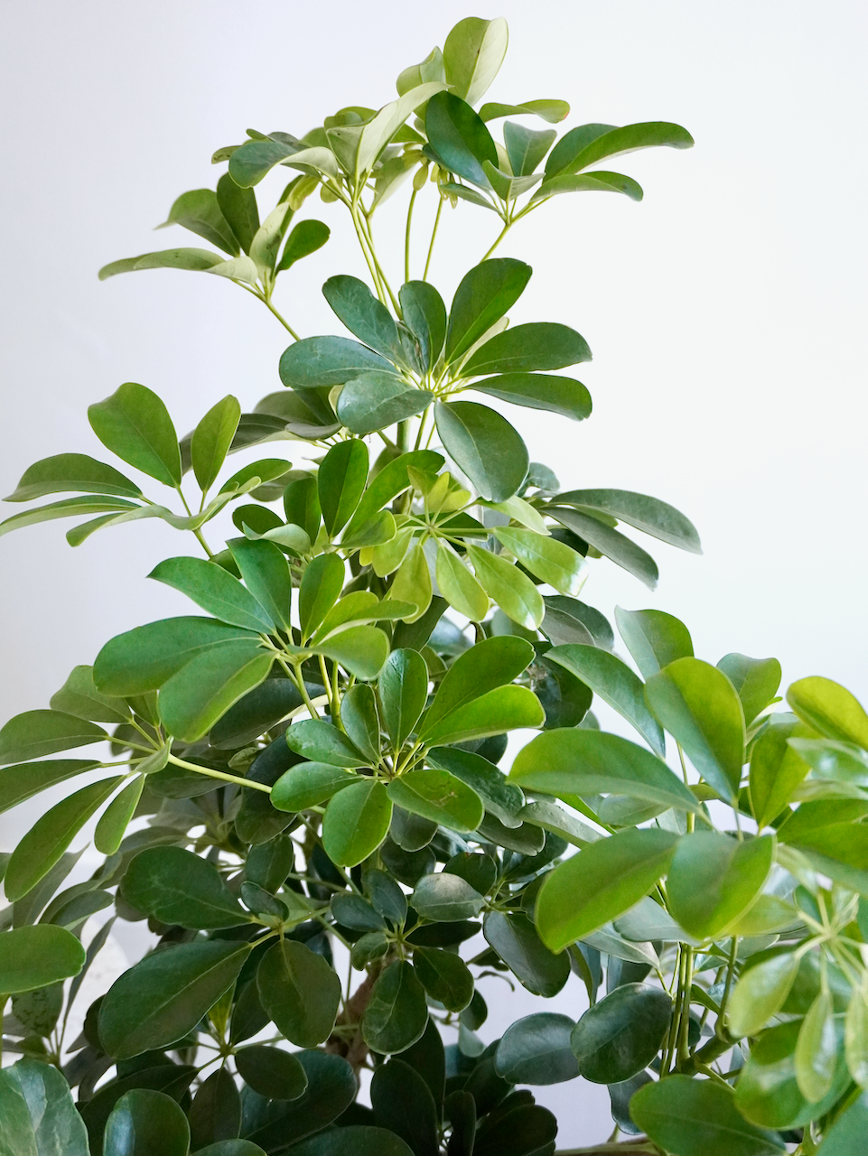 Lei the Hawaiian Schefflera Tree, XL