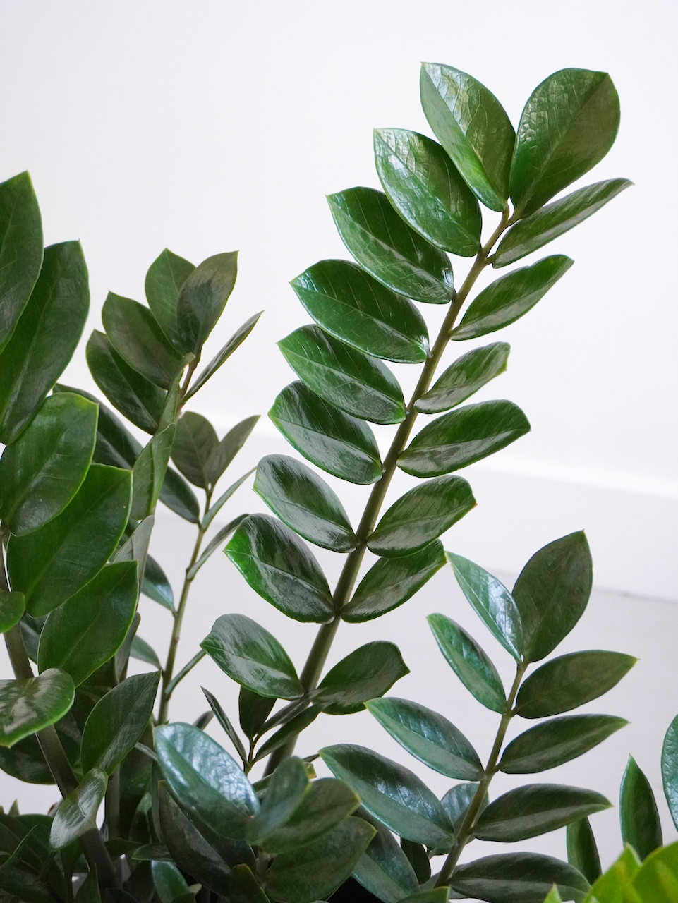 Ziggy the ZZ Plant, XL