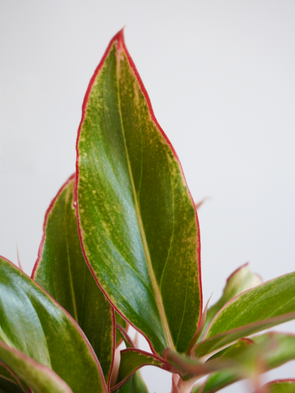 Gloria the Aglaonema 'Siam Aurora', Small