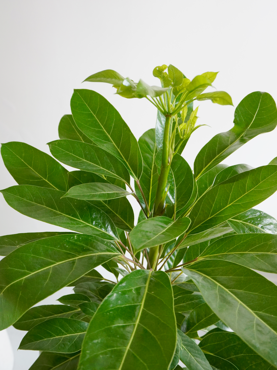 Storm the Schefflera 'Renegade', XL