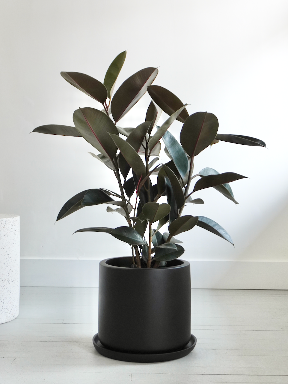 Burgundy Rubber Tree, Ficus Elastica, Vancouver Plant Delivery