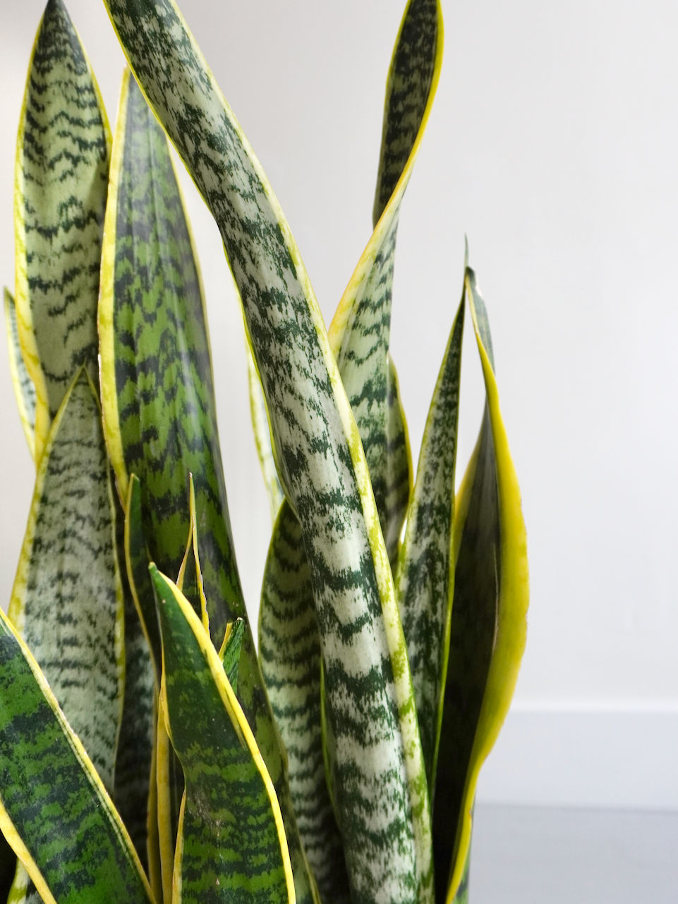 Monty the Snake Plant 'Laurentii', XL