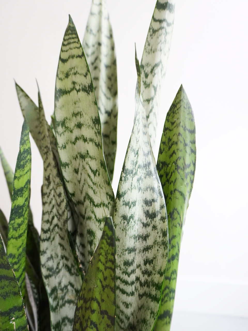Monty the Snake Plant, XL *Special*