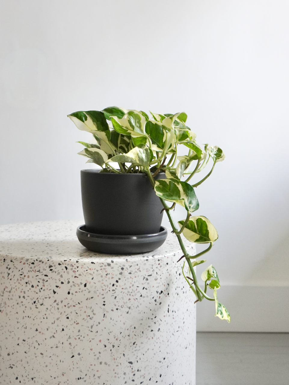 Jab-Jab the Pothos 'Pearls & Jade', Small