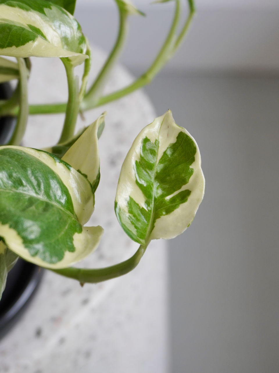 Jab-Jab the Pothos 'Pearls & Jade', Small